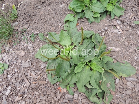 plantain, broadleaf